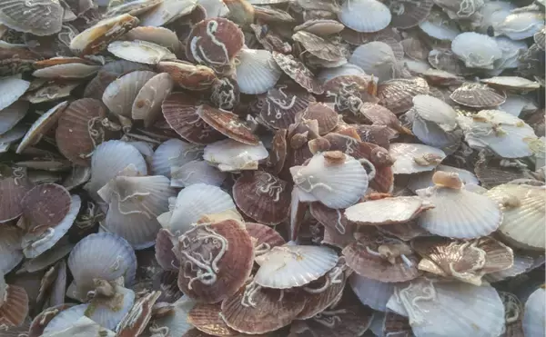 「ホタテの一大産地がピンチ！　青森の陸奥湾でホタテの養殖業に危機迫る」の画像