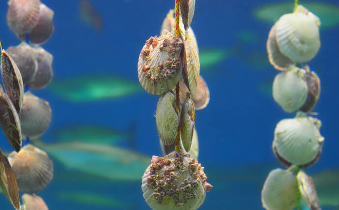 ホタテの一大産地がピンチ！　青森の陸奥湾でホタテの養殖業に危機迫る