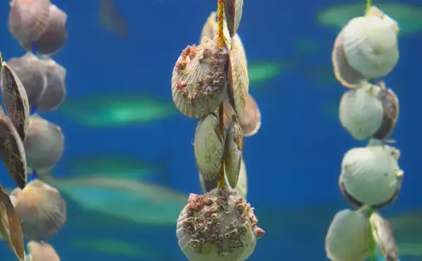 「ホタテの一大産地がピンチ！　青森の陸奥湾でホタテの養殖業に危機迫る」の画像