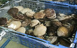 「ホタテの一大産地がピンチ！　青森の陸奥湾でホタテの養殖業に危機迫る」の画像4