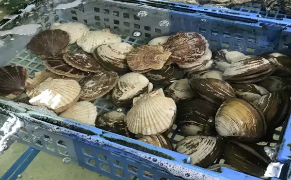 「ホタテの一大産地がピンチ！　青森の陸奥湾でホタテの養殖業に危機迫る」の画像