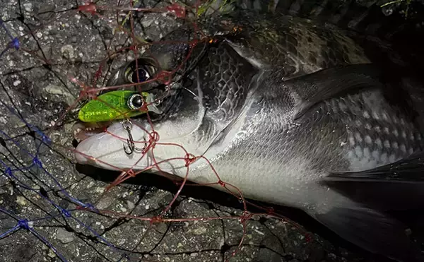 「釣れなかったルアーはなぜ捨てられない？ 「いつか釣れるかも」期待感が理由か」の画像