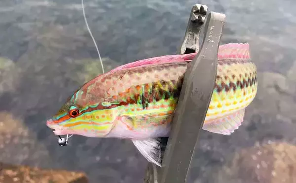 「冬の日中に堤防釣りをライトゲームタックルで楽しむ　雑魚混じりが面白い」の画像