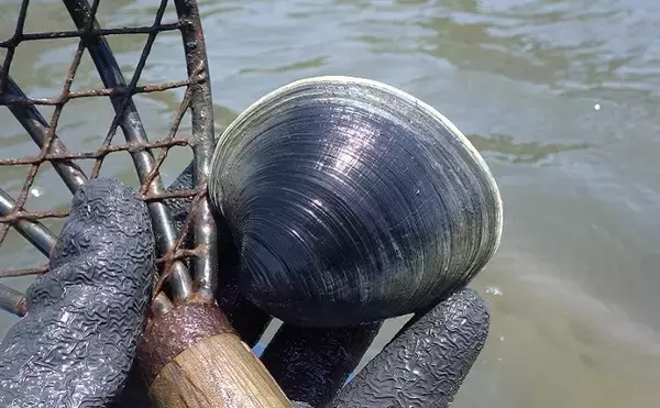 「【実は使ってはいけない場合も？】熊手で差が出る潮干狩り　選び方と注意点をやさしく解説」の画像