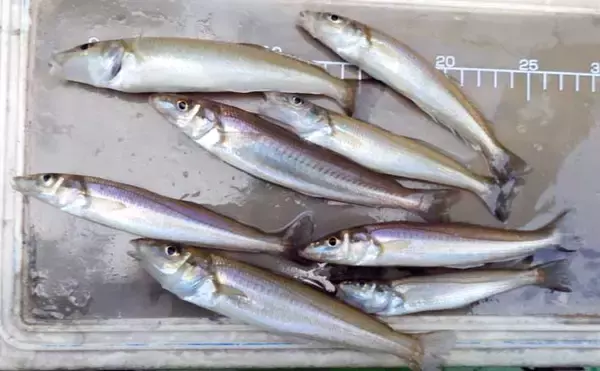 「釣る人シロギス125尾！」東京湾の船キス釣りで数釣りチャンス【千葉・吉野屋】