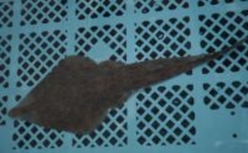 「サメみたいなエイ」と「エイみたいなサメ」　分類がややこしいサカナたち