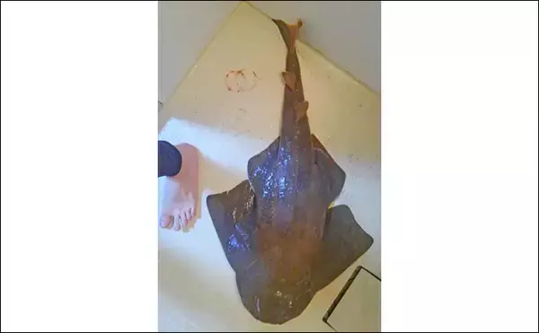 「「サメみたいなエイ」と「エイみたいなサメ」　分類がややこしいサカナたち」の画像