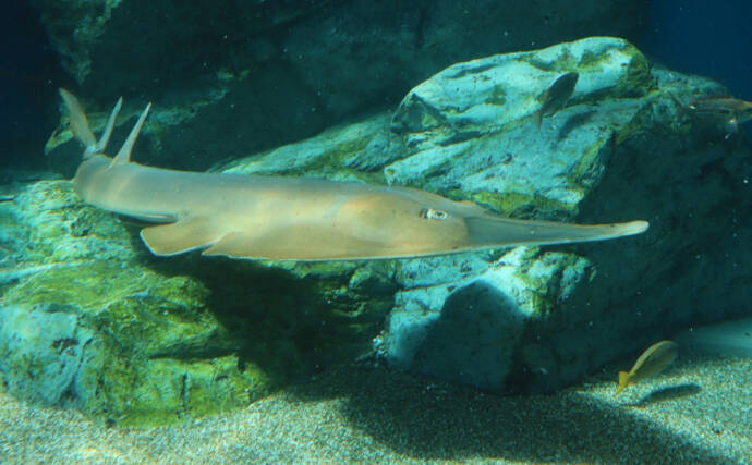 「サメみたいなエイ」と「エイみたいなサメ」　分類がややこしいサカナたち