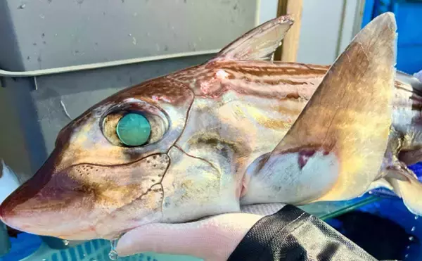 「「サメみたいなエイ」と「エイみたいなサメ」　分類がややこしいサカナたち」の画像