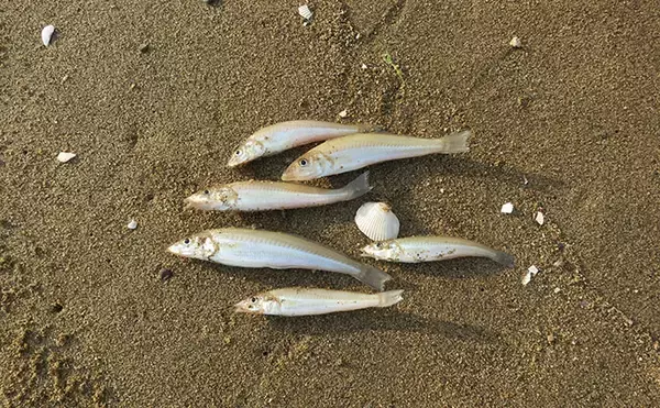 「投げなくてもキスが釣れる！？ のべ竿で楽しむサーフのキス釣り入門解説」の画像