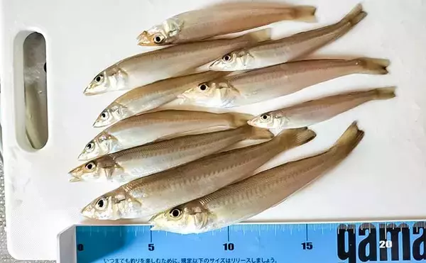 「香良洲海岸での投げキス釣りで16cm頭に10匹【三重】シーズン開幕間近か」の画像