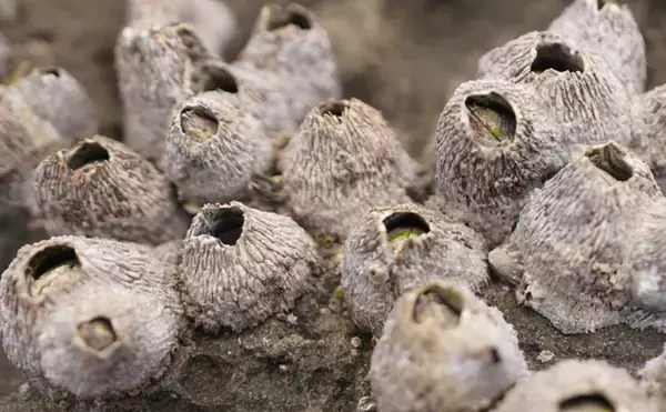 「カニは生物の最終形態？　「カニになっていく甲殻類」と「カニから離れていく甲殻類」」の画像