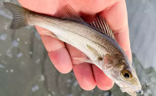 「浜名湖でルアー釣りを楽しむなら「ライトゲームタックル」が圧倒的にオススメな理由」の画像
