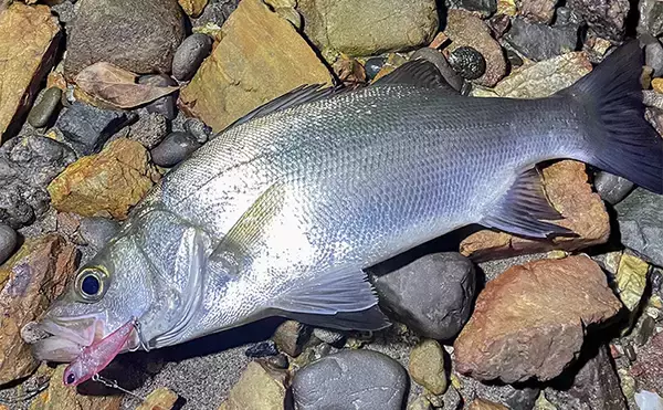 「浜名湖でルアー釣りを楽しむなら「ライトゲームタックル」が圧倒的にオススメな理由」の画像