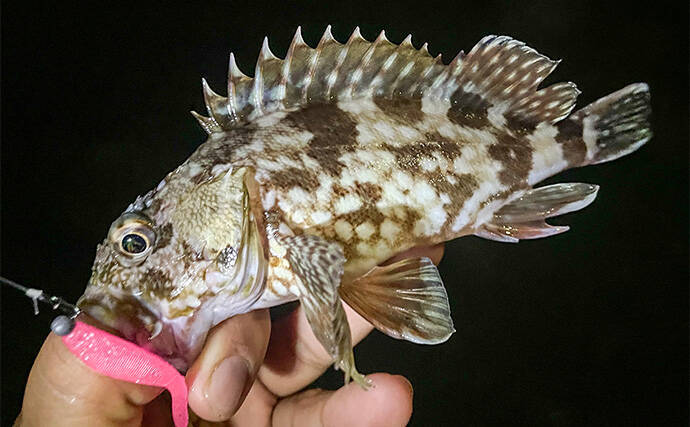 浜名湖でルアー釣りを楽しむなら「ライトゲームタックル」が圧倒的にオススメな理由