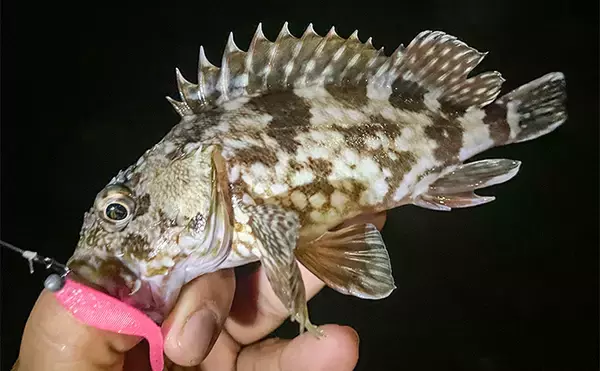 「浜名湖でルアー釣りを楽しむなら「ライトゲームタックル」が圧倒的にオススメな理由」の画像