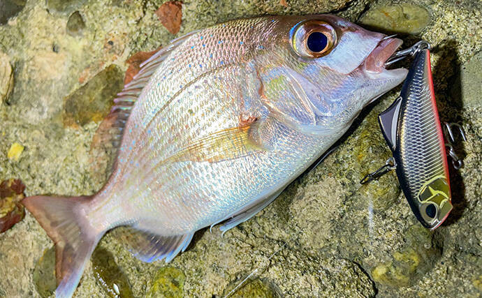 浜名湖でルアー釣りを楽しむなら「ライトゲームタックル」が圧倒的にオススメな理由