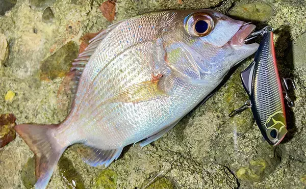 「浜名湖でルアー釣りを楽しむなら「ライトゲームタックル」が圧倒的にオススメな理由」の画像