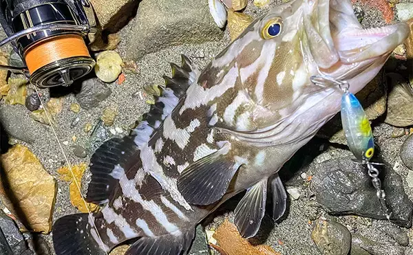 「浜名湖でルアー釣りを楽しむなら「ライトゲームタックル」が圧倒的にオススメな理由」の画像