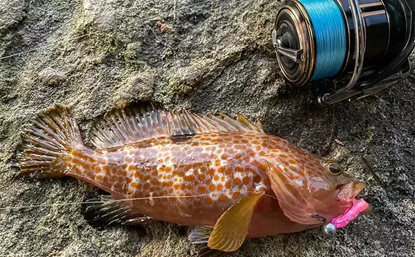 「浜名湖でルアー釣りを楽しむなら「ライトゲームタックル」が圧倒的にオススメな理由」の画像