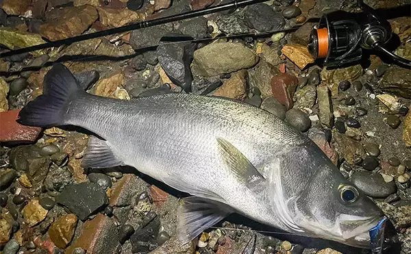 「浜名湖でルアー釣りを楽しむなら「ライトゲームタックル」が圧倒的にオススメな理由」の画像