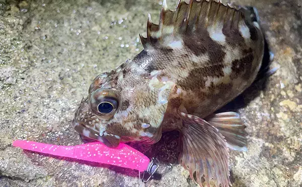 「浜名湖でルアー釣りを楽しむなら「ライトゲームタックル」が圧倒的にオススメな理由」の画像