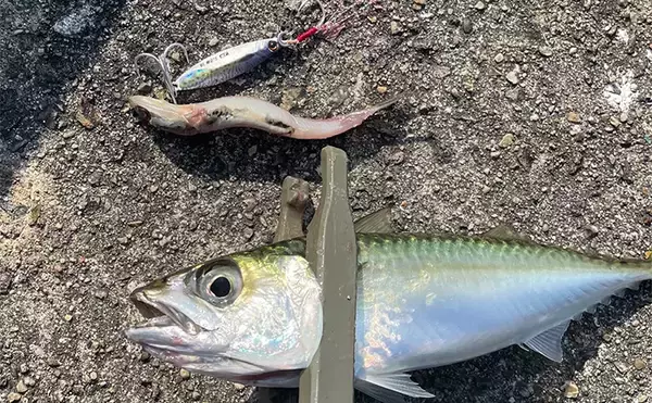 LSJでヒット率を上げる秘訣は【ベイトに合わせたメタルジグサイズのセレクト】にあり