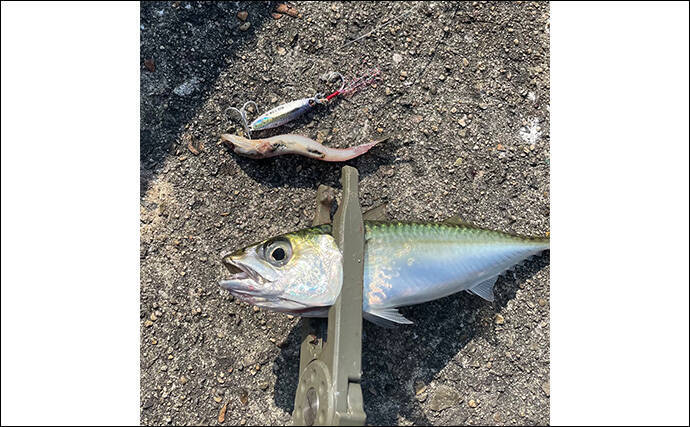 LSJでヒット率を上げる秘訣は【ベイトに合わせたメタルジグサイズのセレクト】にあり