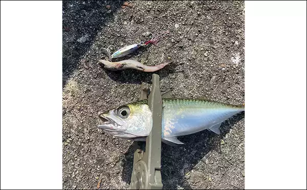 「LSJでヒット率を上げる秘訣は【ベイトに合わせたメタルジグサイズのセレクト】にあり」の画像