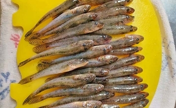 「手前狙いがハマった！」知多半島のチョイ投げ釣りで50匹のハゼを手中【愛知】