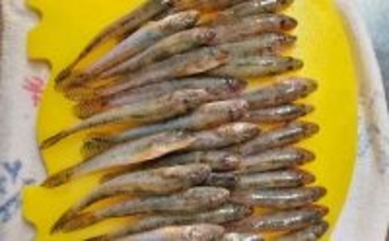 「手前狙いがハマった！」知多半島のチョイ投げ釣りで50匹のハゼを手中【愛知】