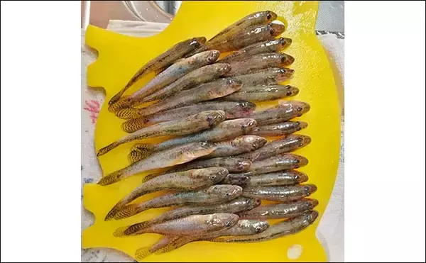 「「手前狙いがハマった！」知多半島のチョイ投げ釣りで50匹のハゼを手中【愛知】」の画像