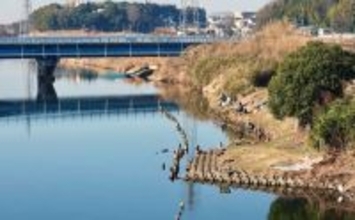 今週のヘラブナ推薦釣り場2026【千葉・大津川】