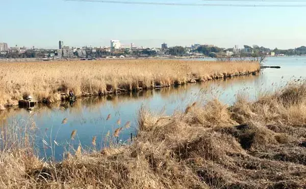 「今週のヘラブナ推薦釣り場2026【千葉・大津川】」の画像
