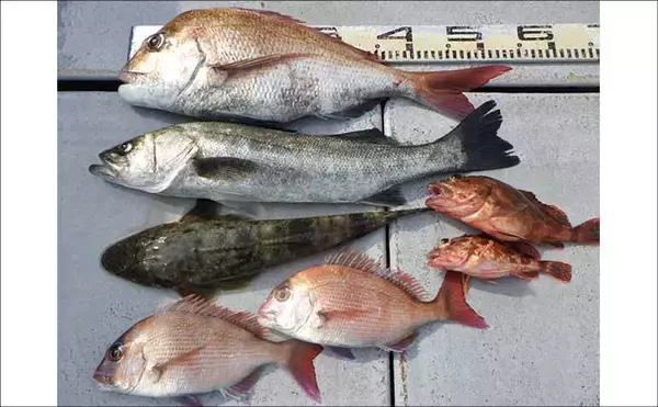 「シーズンラストの底物五目釣りで大型オニカサゴ好反応！【船釣り釣果速報13選・愛知／静岡】」の画像