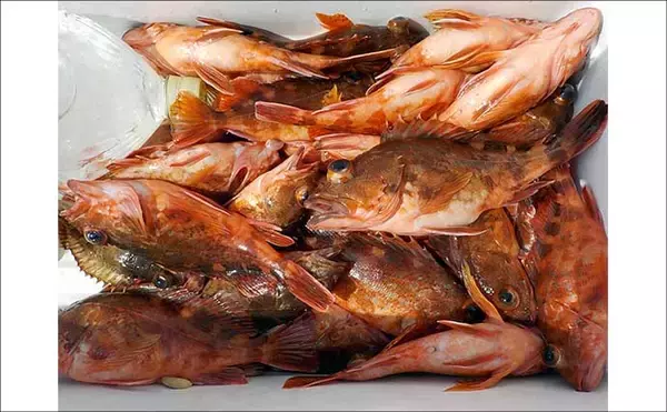 「シーズンラストの底物五目釣りで大型オニカサゴ好反応！【船釣り釣果速報13選・愛知／静岡】」の画像