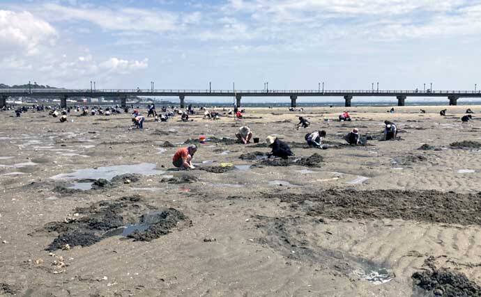 解禁4日目の人気潮干狩り場「竹島」でアサリとハマグリ合計4kgを採集！【愛知】