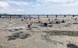 「解禁4日目の人気潮干狩り場「竹島」でアサリとハマグリ合計4kgを採集！【愛知】」の画像2