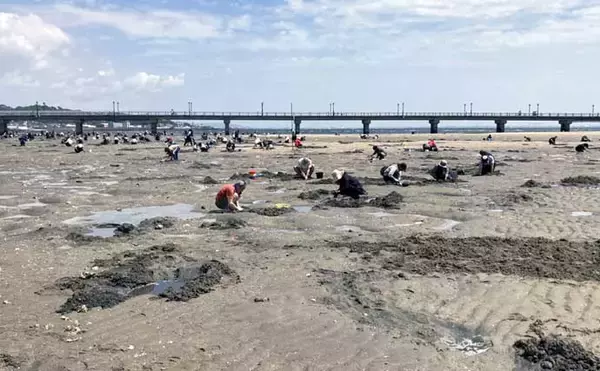 「解禁4日目の人気潮干狩り場「竹島」でアサリとハマグリ合計4kgを採集！【愛知】」の画像