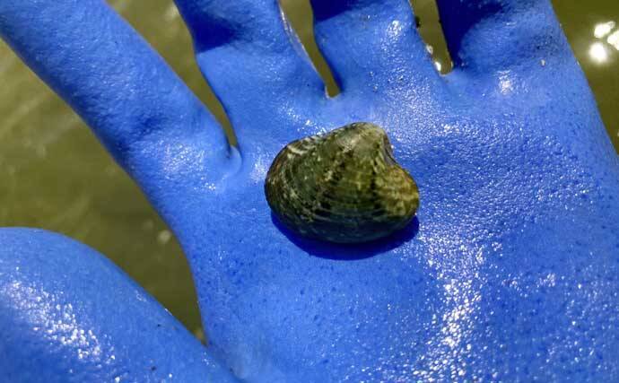 解禁4日目の人気潮干狩り場「竹島」でアサリとハマグリ合計4kgを採集！【愛知】