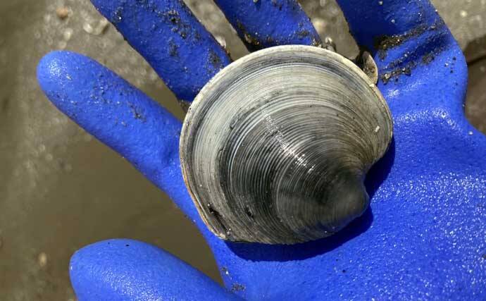 解禁4日目の人気潮干狩り場「竹島」でアサリとハマグリ合計4kgを採集！【愛知】