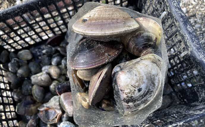 解禁4日目の人気潮干狩り場「竹島」でアサリとハマグリ合計4kgを採集！【愛知】