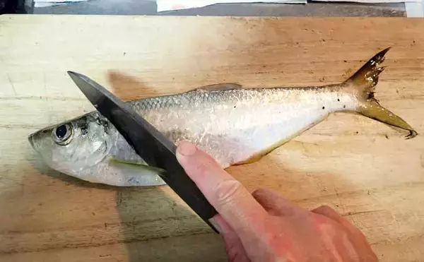 「釣った魚で作る「スナック」レシピ：ヒラのチップス　米粉で揚げればサクサク感が持続」の画像