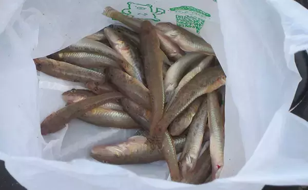梅雨明ければ夏ハゼ釣りが開幕！ 夕涼みフィッシングで数釣り満喫【紀の川】
