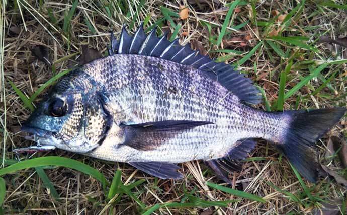 釣った魚を食べるか逃すかは釣りの楽しみ方次第 対立なんてナンセンス 22年1月26日 エキサイトニュース