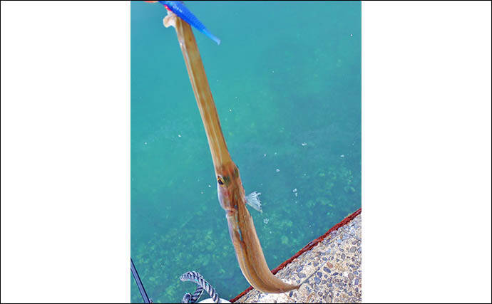 秋の的矢湾ライトゲームで6魚種キャッチ！【三重】メッキ・カマス・アオヤガラ登場