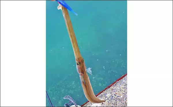 「秋の的矢湾ライトゲームで6魚種キャッチ！【三重】メッキ・カマス・アオヤガラ登場」の画像