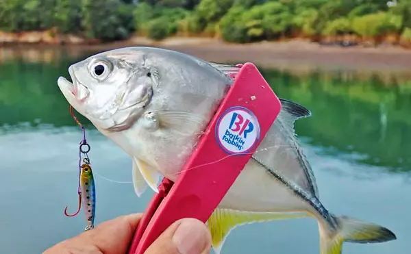 「秋の的矢湾ライトゲームで6魚種キャッチ！【三重】メッキ・カマス・アオヤガラ登場」の画像