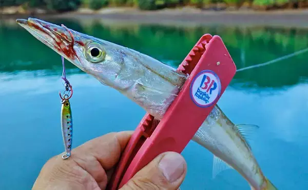 「秋の的矢湾ライトゲームで6魚種キャッチ！【三重】メッキ・カマス・アオヤガラ登場」の画像