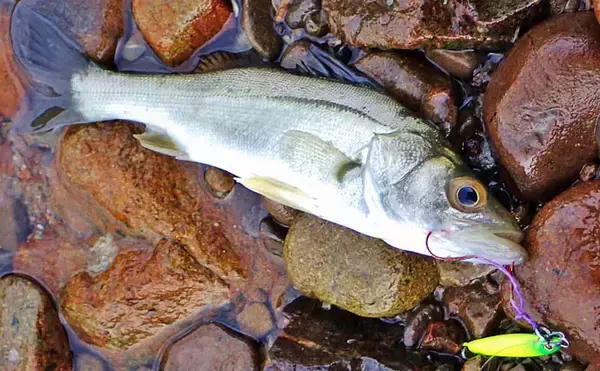 「秋の的矢湾ライトゲームで6魚種キャッチ！【三重】メッキ・カマス・アオヤガラ登場」の画像